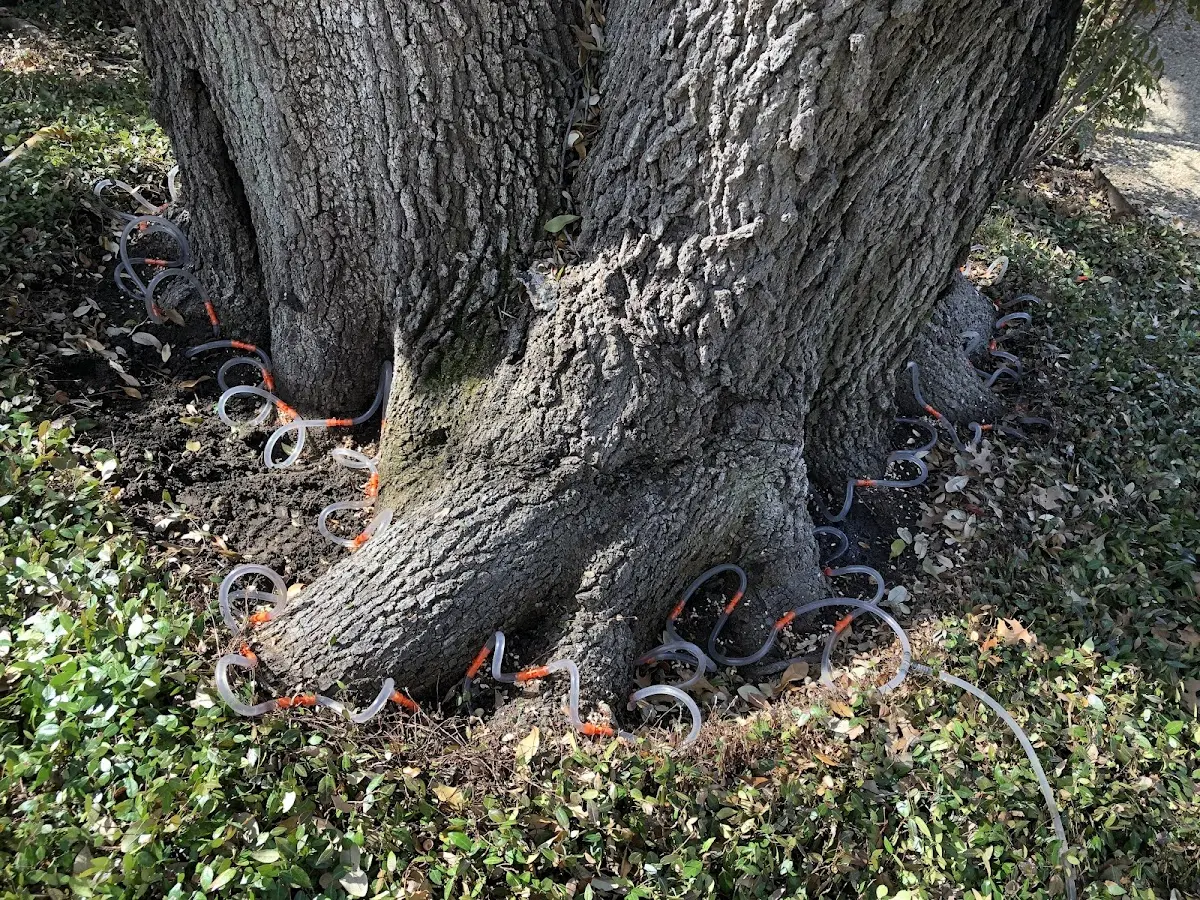 Detailed Tree Cabling and Bracing job site in Marshfield Hills