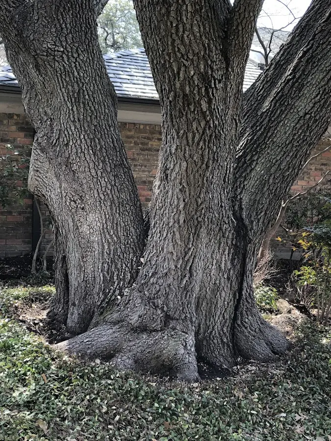 Mature heritage tree close to a Marshfield Hills property cared for by certified arborists